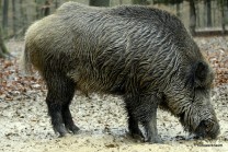 Futtersuche im Wald - kein Kraftfutter, Antibiotikum oder Zusätze (Bild: Reinald Döring)