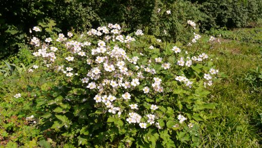 Blüten im Staudengrund