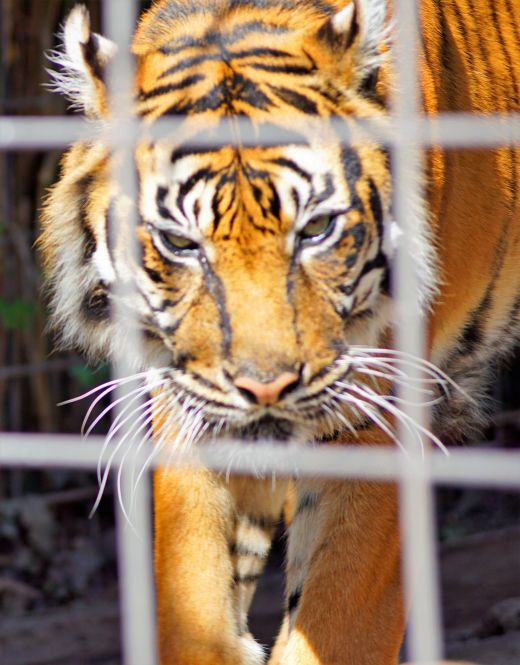 Der Tiger ist Einzelgänger und lebt oft alleine.